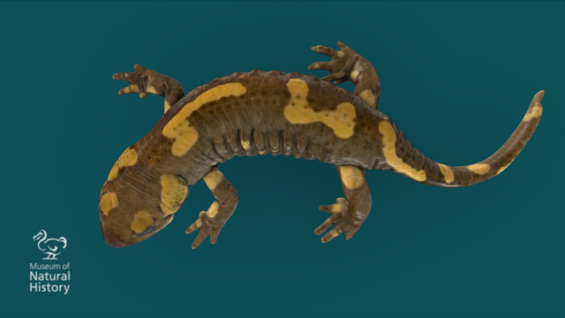 Fire salamander - 3D model by Oxford University Museum of Natural