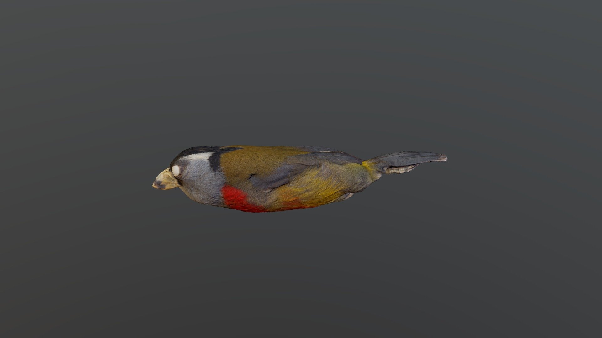 Toucan Barbet - Semnornis ramphastinus