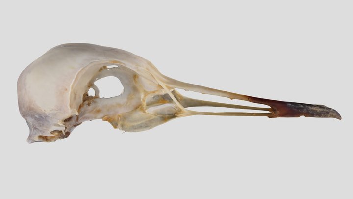 UWYMV:Bird:1315, Grus canadensis, Crania – Gratis 3D-model STL