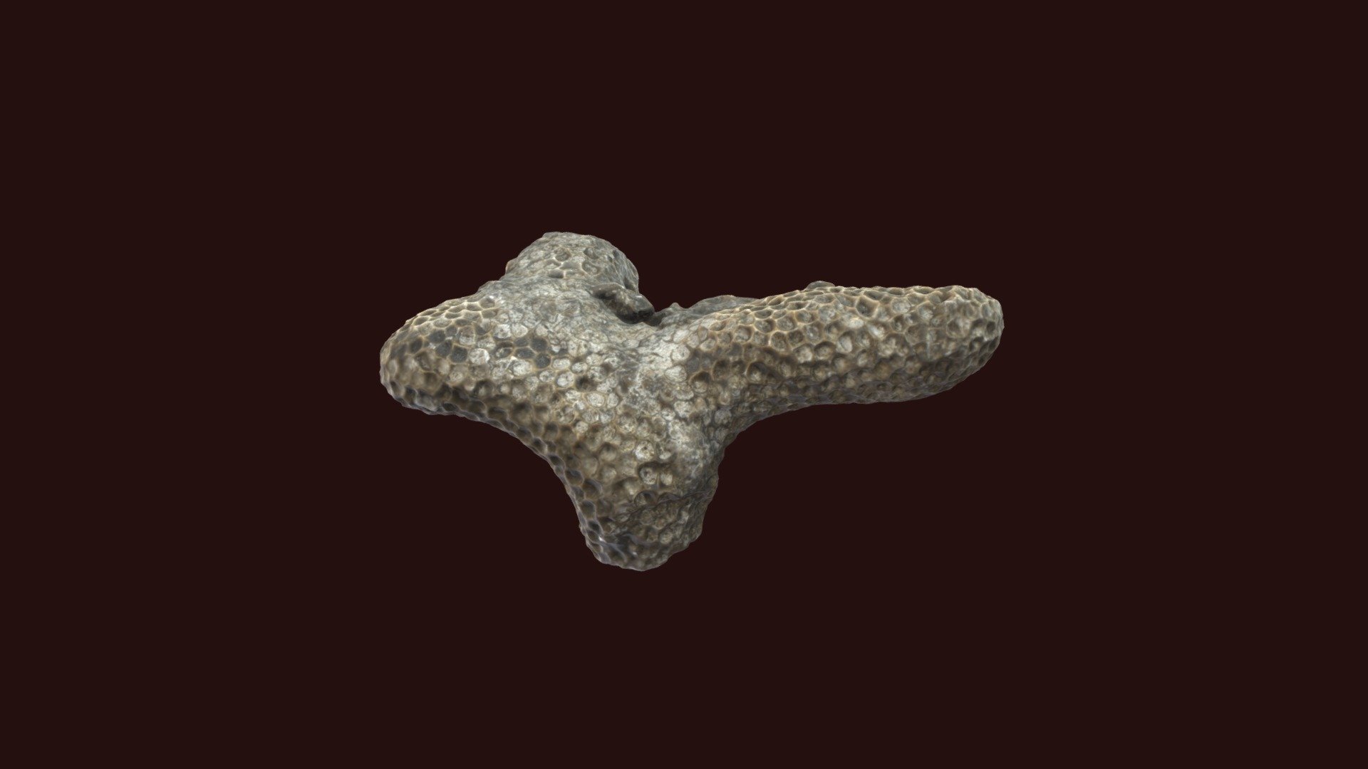 Favosites sp.