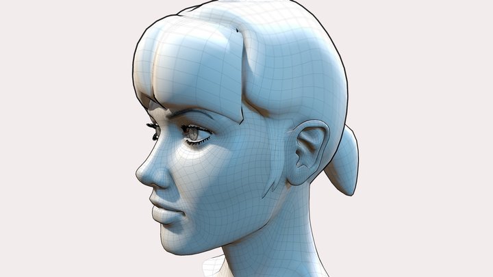 Female Head Study 3D Model