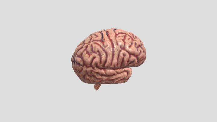 human-brain-cerebrum-brainstem (1) 3D Model