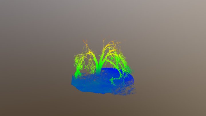 Dead Blue Oak Point Cloud 3D Model