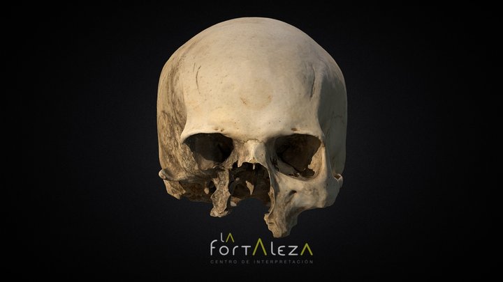 Cráneo Nº 977 3D Model