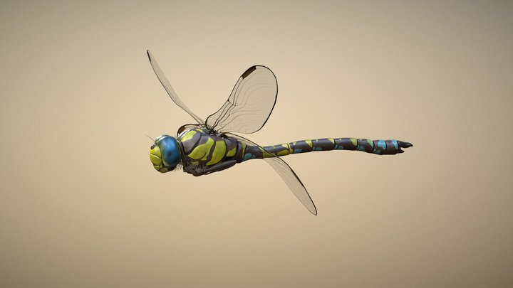 Fly 3D models - Sketchfab