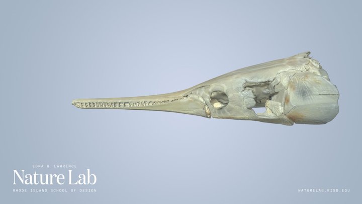 Longnose Gar Fish Skull – Kostenloses 3D-Modell STL