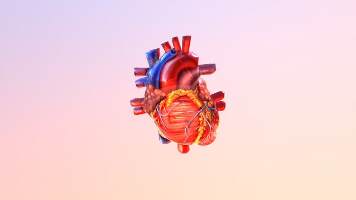 Anatomi Jantung 3D Model