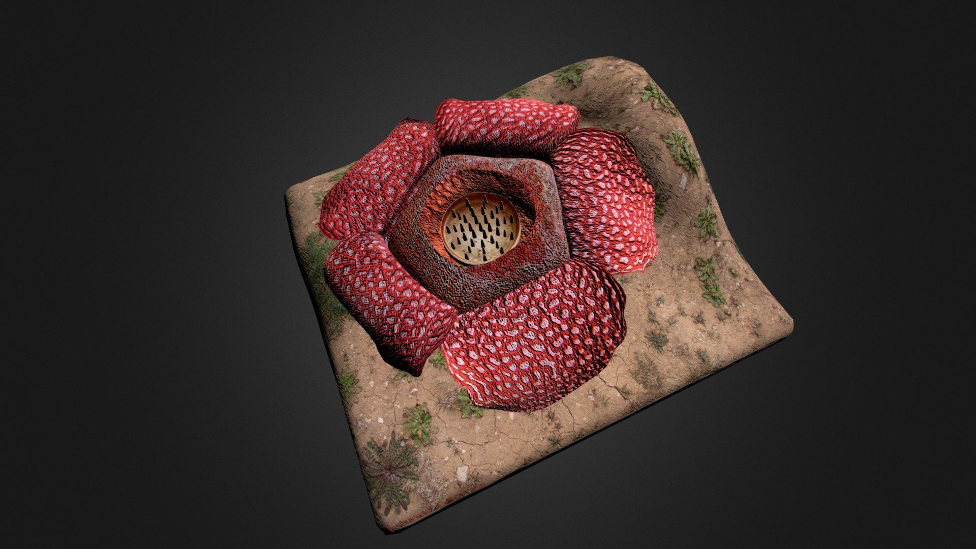 rafflesia arnoldi - 3D model by Habib J (@habibj) [b0892bb]