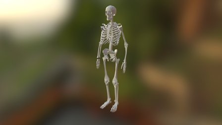 Skeleton Skin Modifier 3D Model