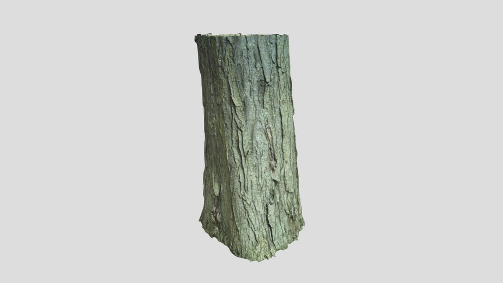 Large Tree Trunk 03