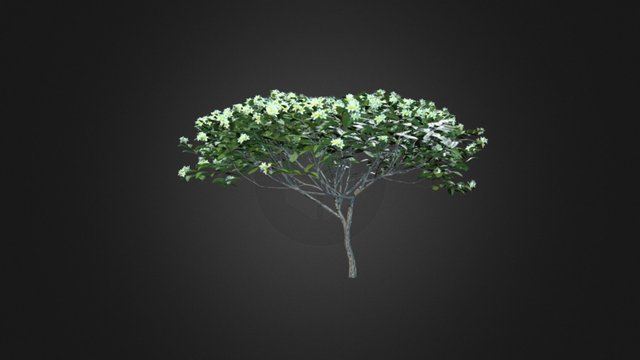 Plumeria tree (Frangipani) 3D Model