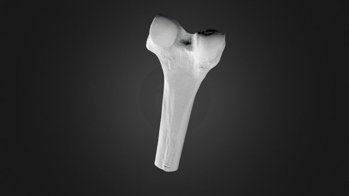 Femur Bone 3D Scan 3D Model
