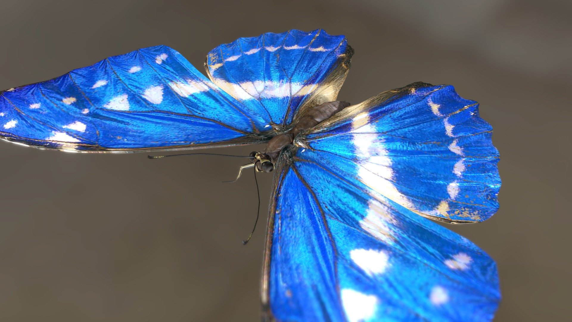 Kipris　morpho — Sketchfab embed 3D viewer