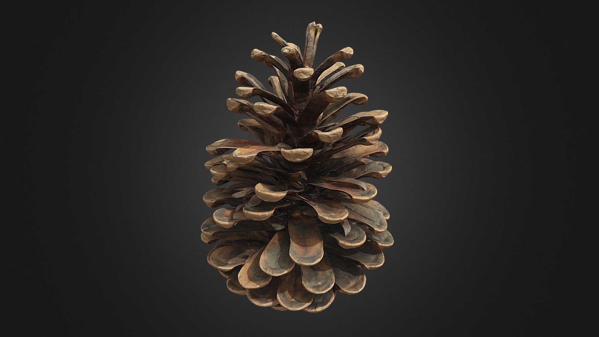 Pinecone - Download Free 3D model by JPDV [b093dd8] - Sketchfab