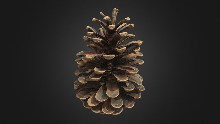 Pinecone