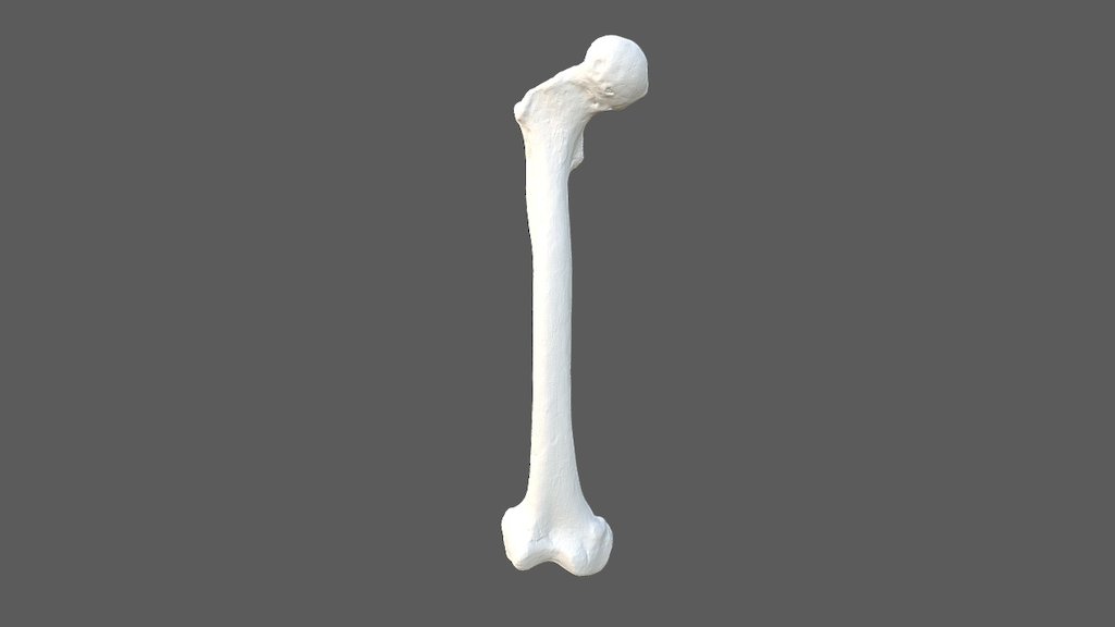 Neanderthal Femur