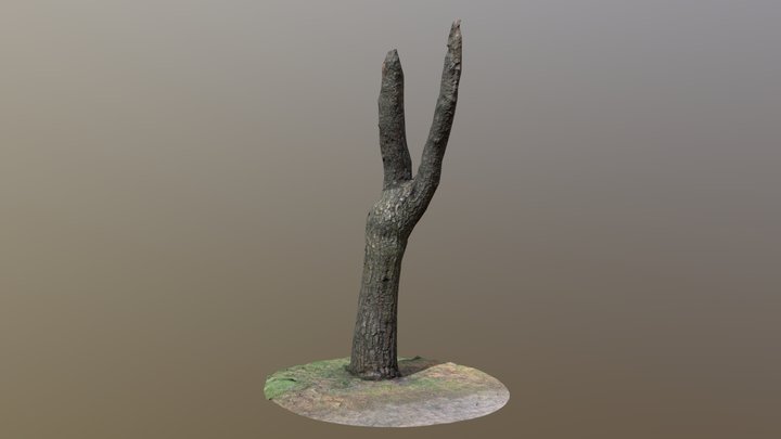 Tree Bark 4 3D Model