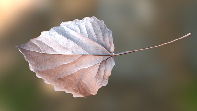 Leaf 3D Model