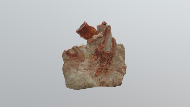 Psittacosaurus sibiricus 3D Model