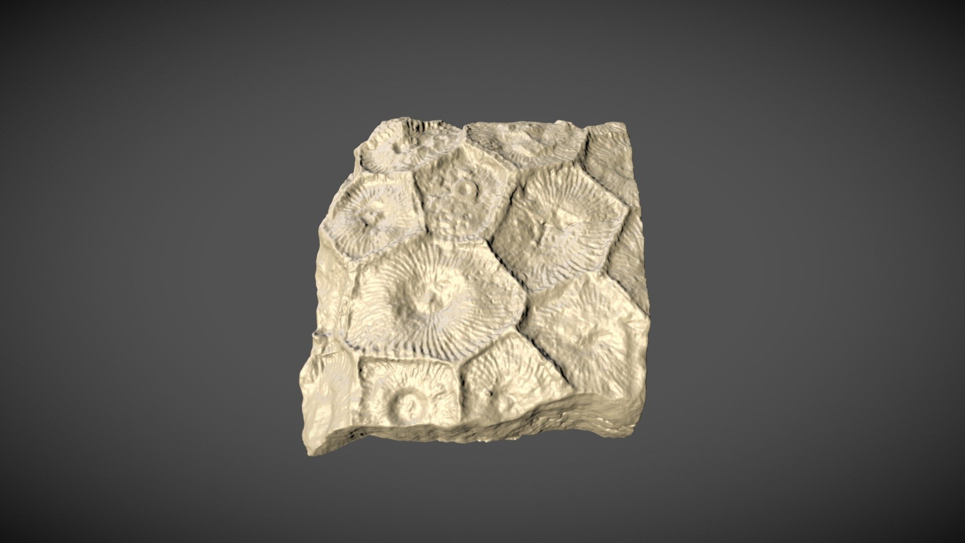 Fossil coral Cyathophylum