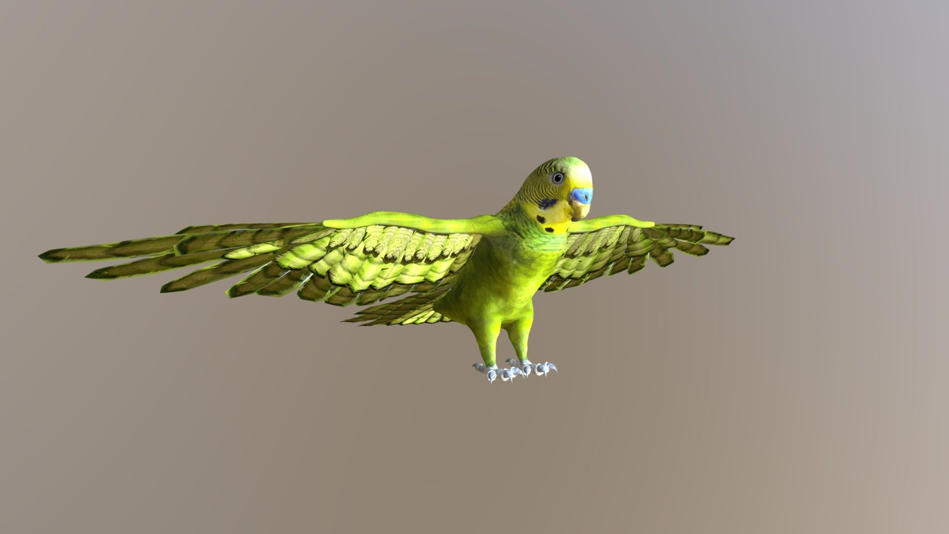 Parakeet Buy Royalty Free 3D model by 3dlowpoly [b0a82cb] Sketchfab