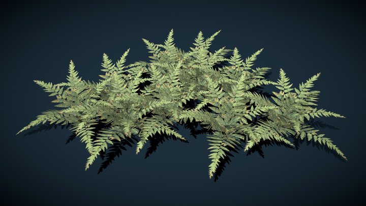 fern grass 01 3D Model