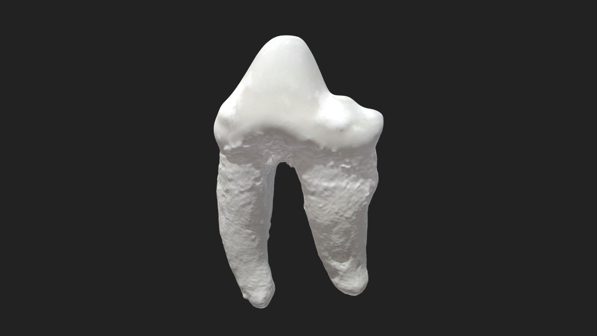 2nd cheek tooth (2nd premolar) dog (lower jaw) - Download Free 3D model ...