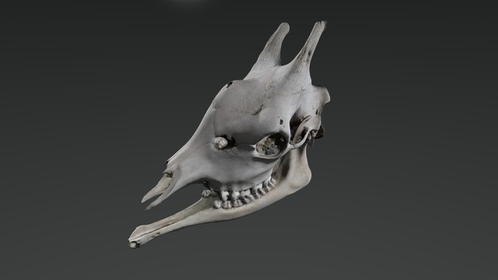 Giraffe-skull-photogrammetry 3D models - Sketchfab