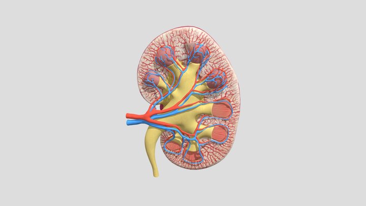 Kidney vertical section 3D Model