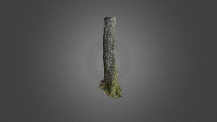Tree trunk - 3D scan 3D Model