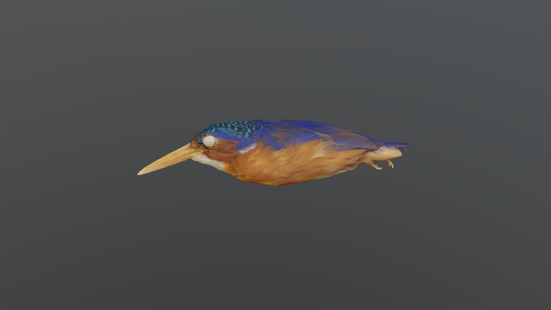 Malachite Kingfisher - Alcedo cristata