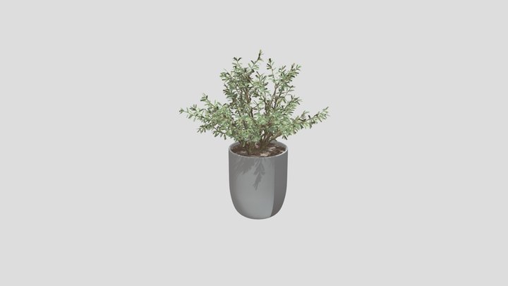 Olive Tree