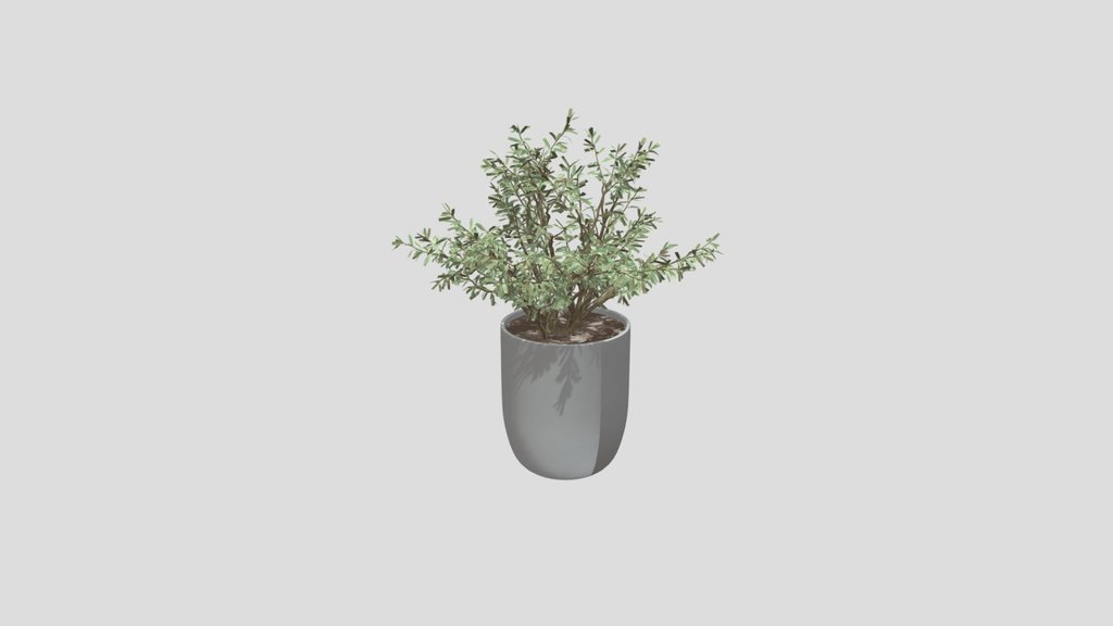 Olive Tree