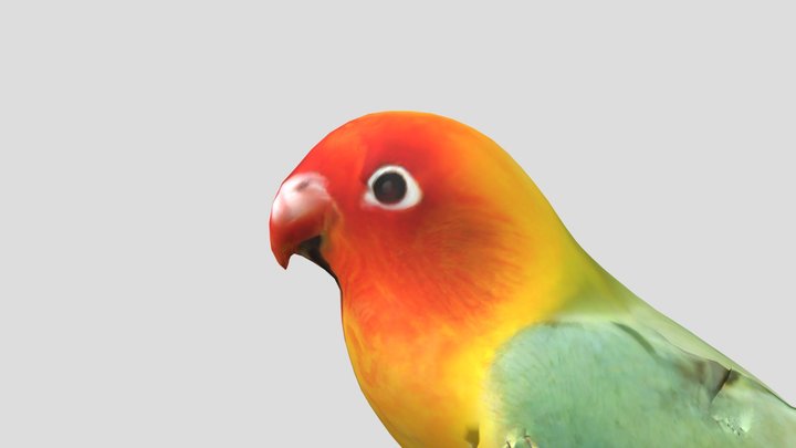 Lovebird 3D Model