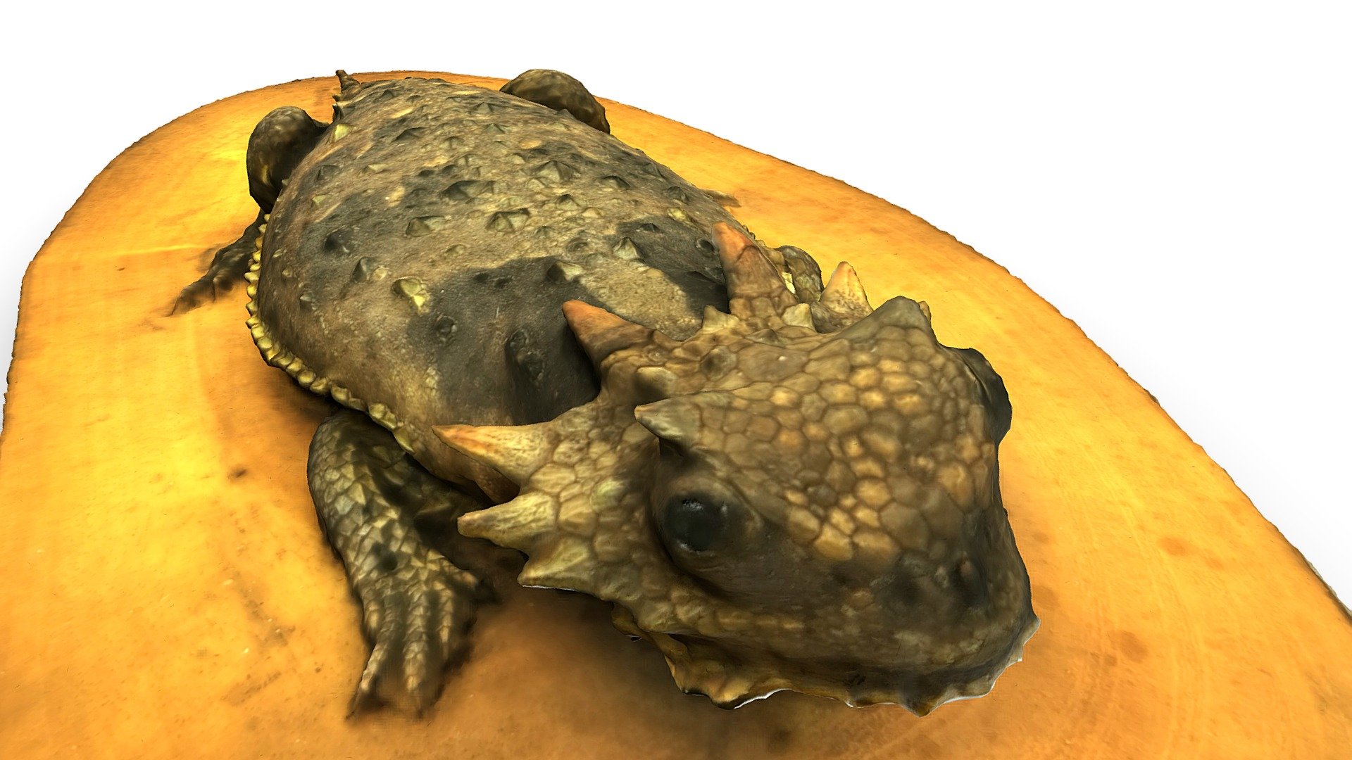 Береговая жабовидная ящерица - 3D model by darwinmuseum.ru [b0aeee7 ...