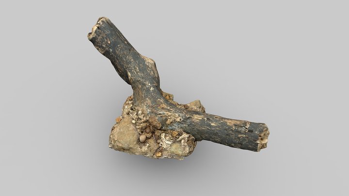 Secrets Of The Thames Foreshore Piece – Modello 3D gratuito STL