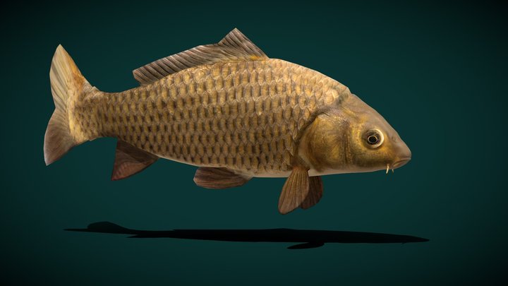 European Carp Fish (Lowpoly) 3D Model