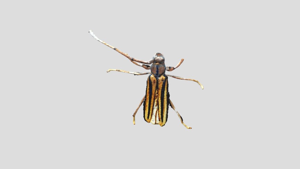 05_ Cerambycidae_ NeRF
