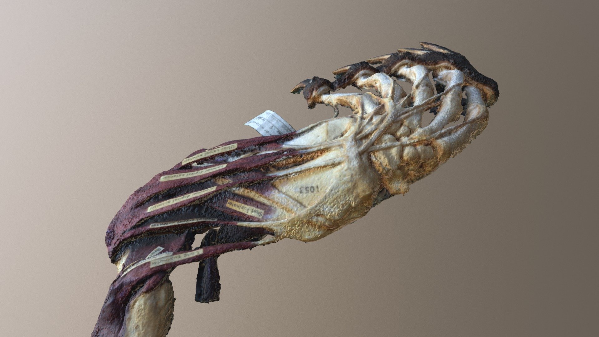 Left forelimb of a harbor seal