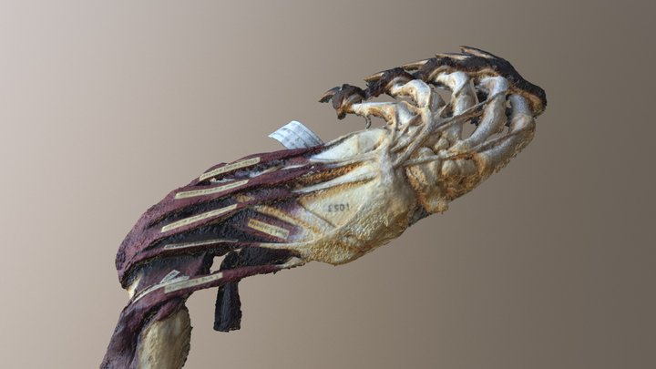 Left forelimb of a harbor seal 3D Model