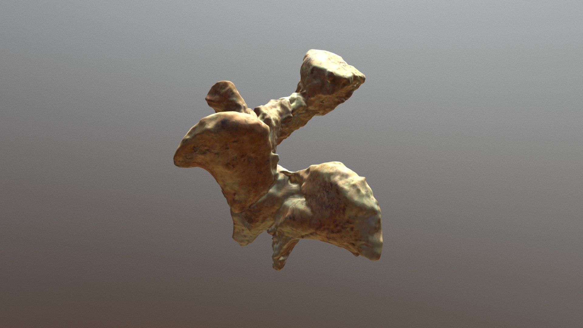Smilodon 2nd Lumbar Vertebra (VCU_3D_3114)