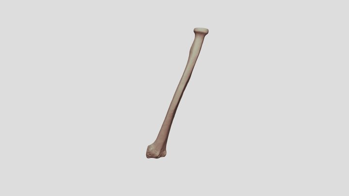 Human Radius Bone (left) 3D Model