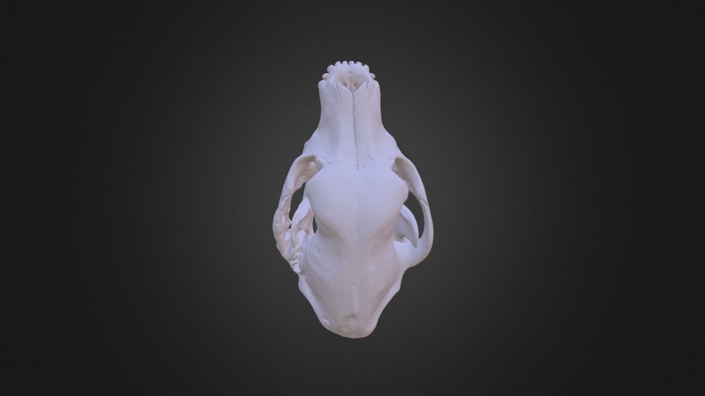 Cat Skull