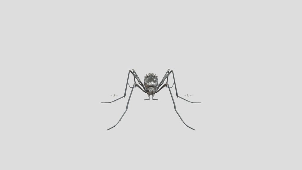 Aedes geniculatus