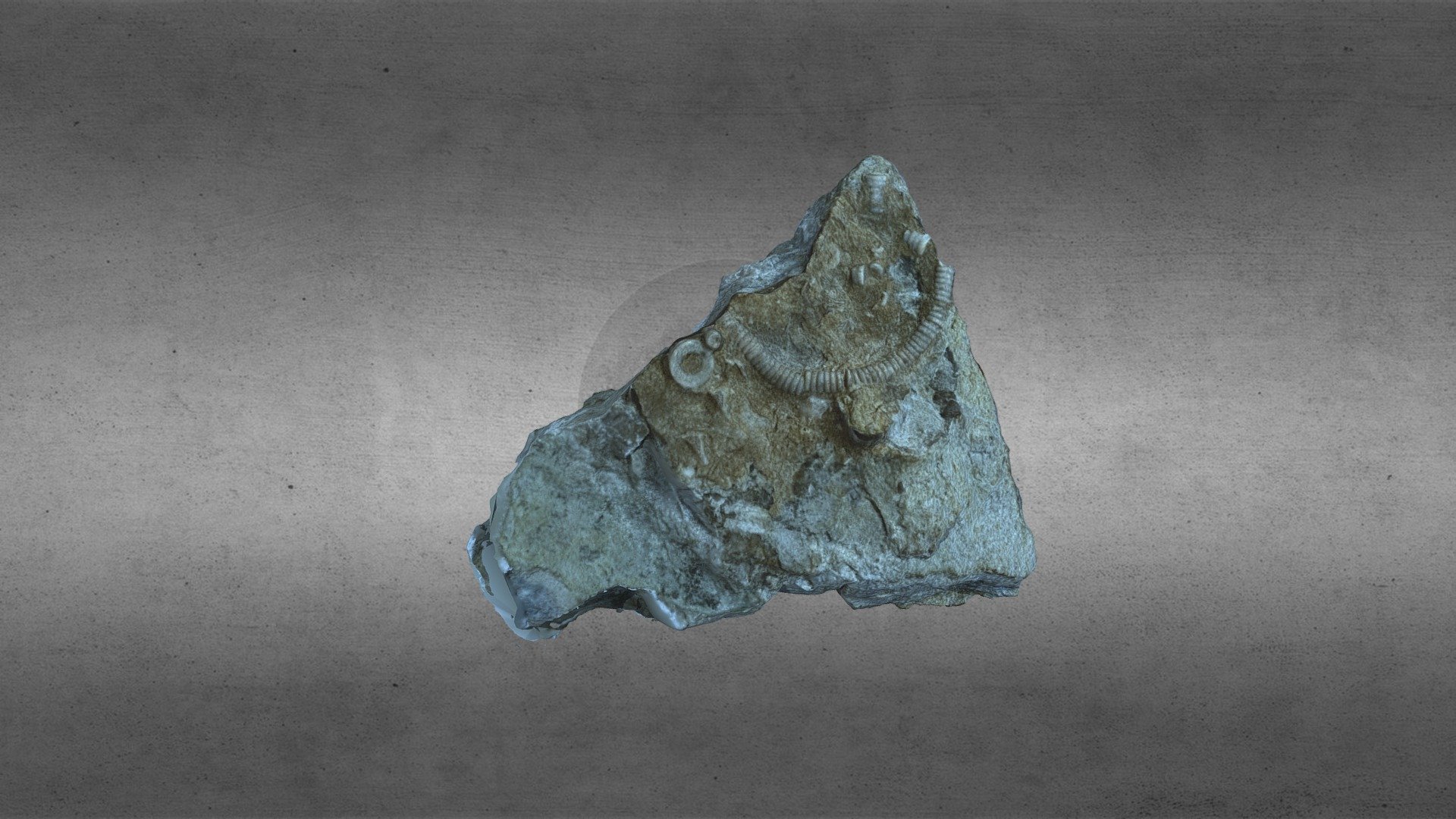 Crinoid Fossil