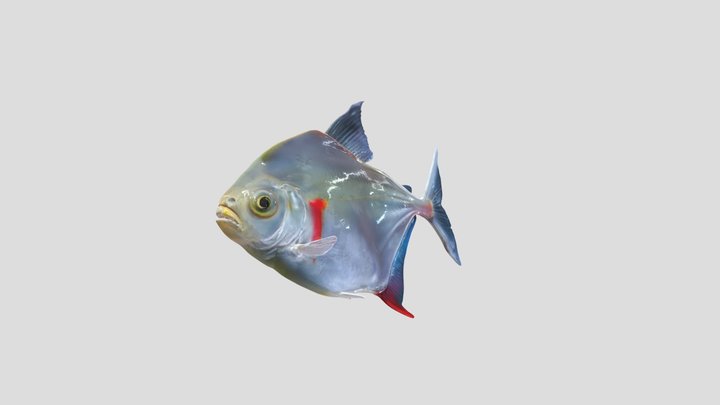 Silver Dollar Piranha (Metynnis Argenteus) – Modelo 3D gratuito STL