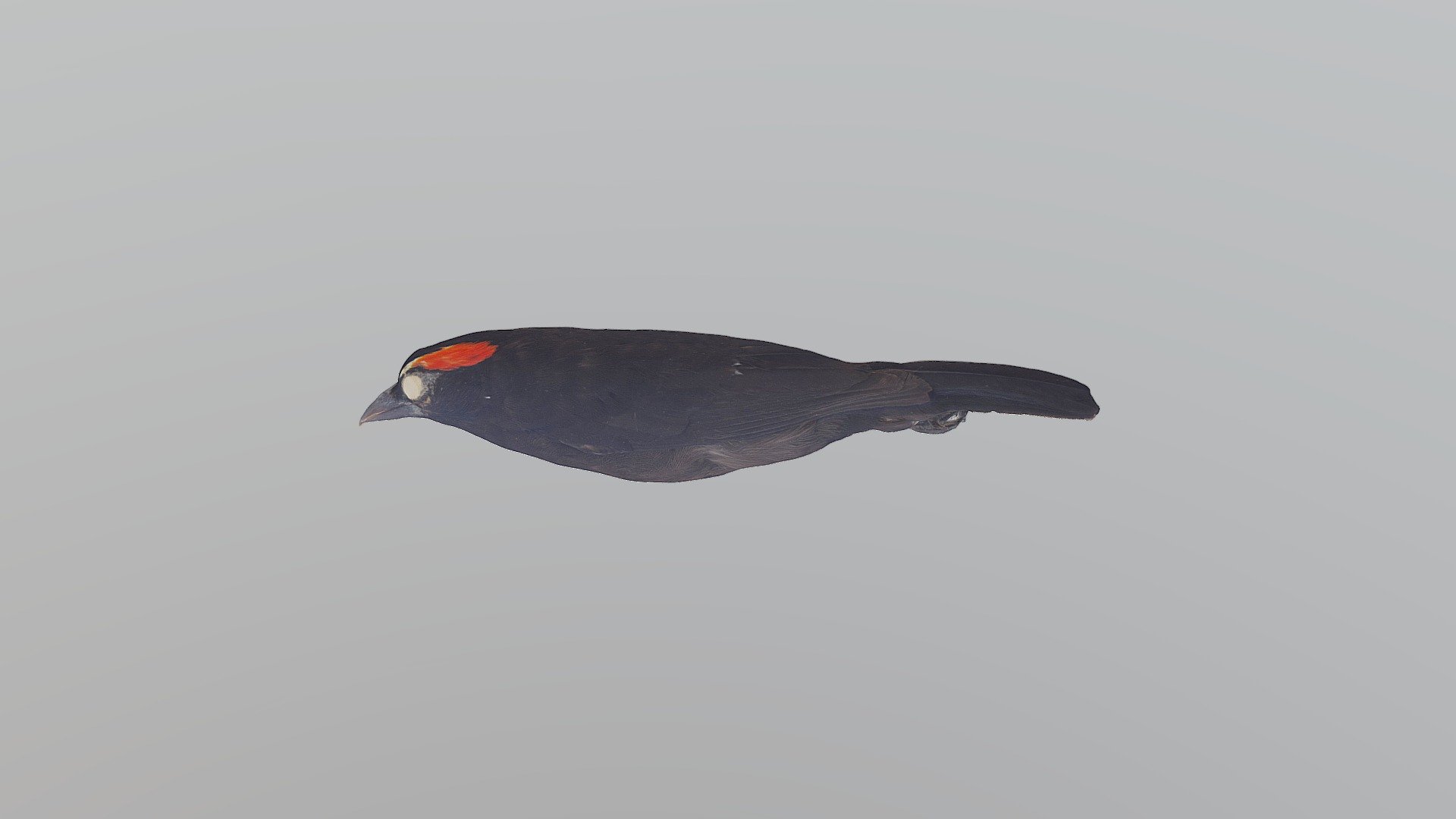 Scarlet-browed Tanager - H. xanthopygius