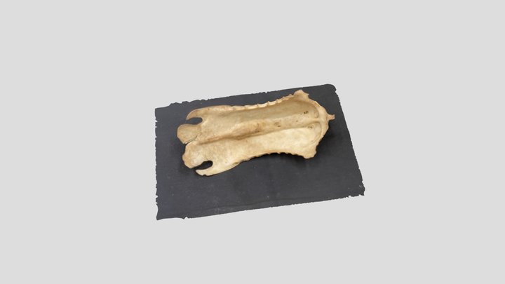 Tundra Swan Sternum 3D Model