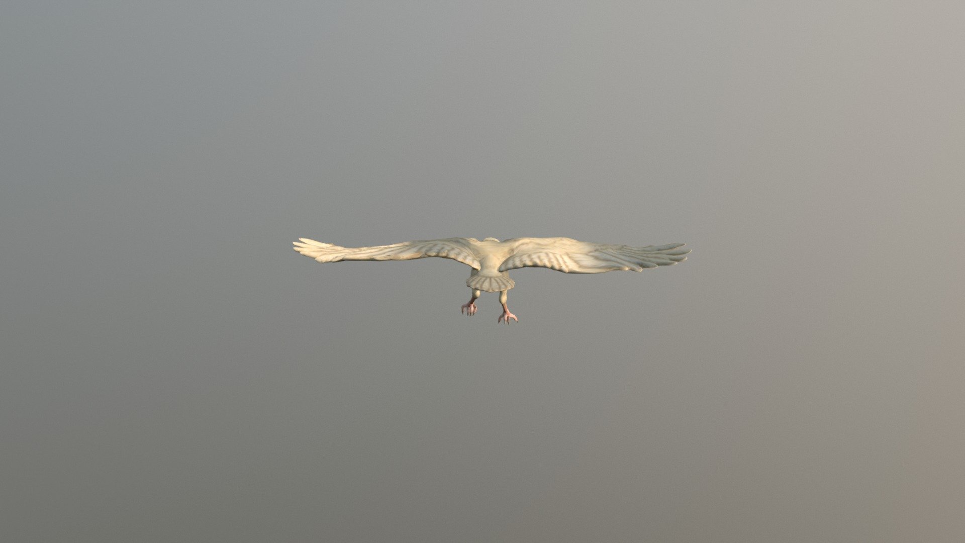 White Raven 3D Dive Animation - 3D model by Gwennurd [b0ce2b6] - Sketchfab