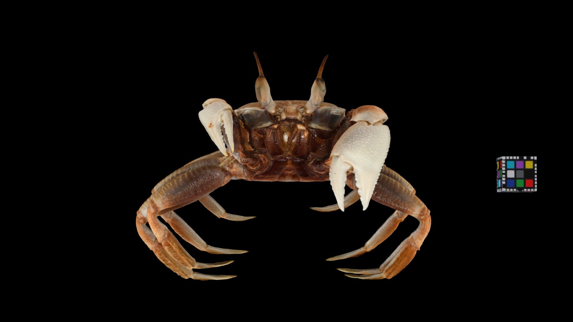 ツノメガニ 🦀 Horneyed Ghost Crab Download Free 3D model by ffish.asia